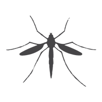 Mosquito